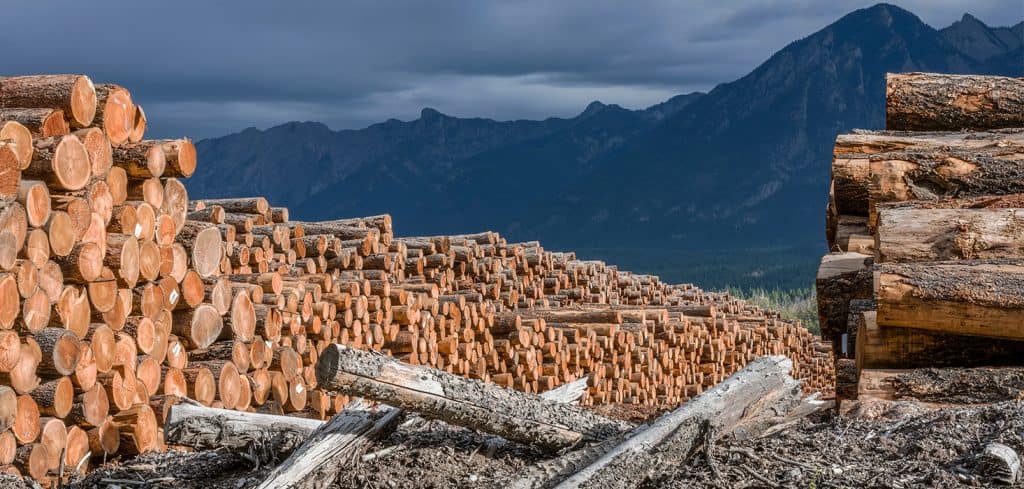 Sawn wood and the view over the mountains