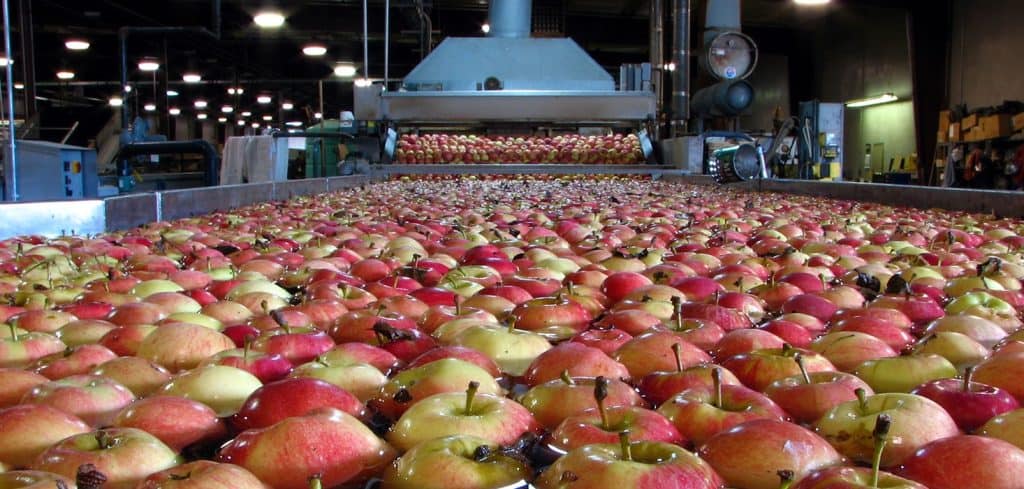 Hundreds of apples in a packer facility.